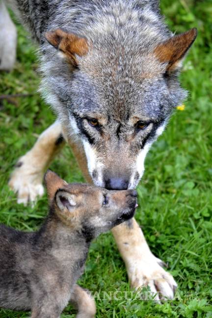 $!En la imagen, cría de lobo, juega con su madre.