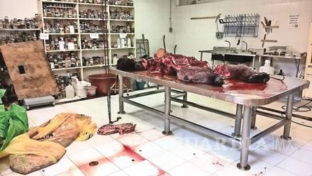 $!Necropsia de Bantú, “una carnicería”, revelan fotos