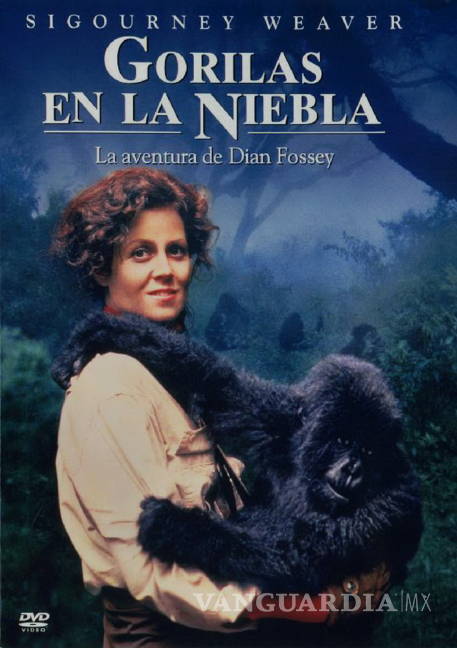$!El extraño asesinato sin resolver de Dian Fossey, ‘la señora de los gorilas’