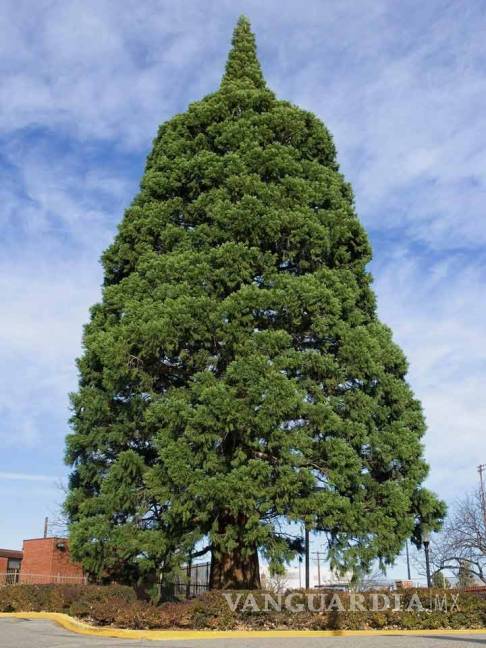 $!Transplantan monumental árbol en Idaho