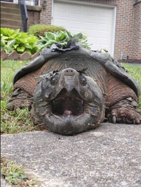 $!Esta foto de 2020 proporcionada por el Departamento de Policía del Condado de Fairfax muestra una tortuga caimán de 65 libras (29 kilogramos) en Alexandria, Virginia. AP/Fairfax County Police Department