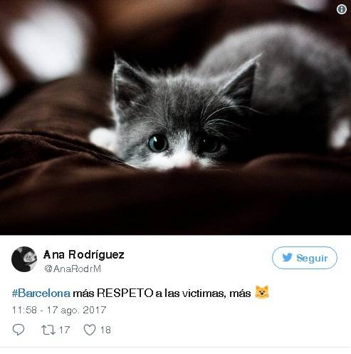$!Tras ataque en Barcelona, Twitter se llena de gatos