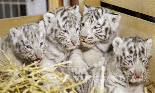 $!Zoológico de Austria presenta a cuatrillizos de tigres blancos