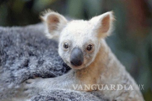 $!Nace una koala blanca en un zoológico de Australia