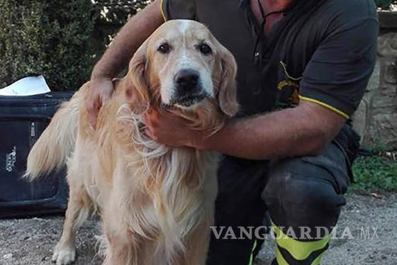 $!'Romeo', el perro que sobrevivió 9 días bajo los escombros en Italia
