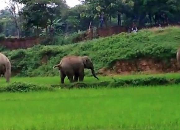 Ni O Muere Aplastado Por Un Elefante En La India