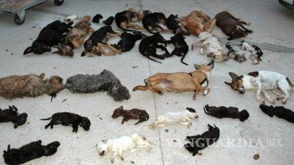 $!'Defensora de animales' mató a miles de perros y gatos 'lenta y dolorosamente'