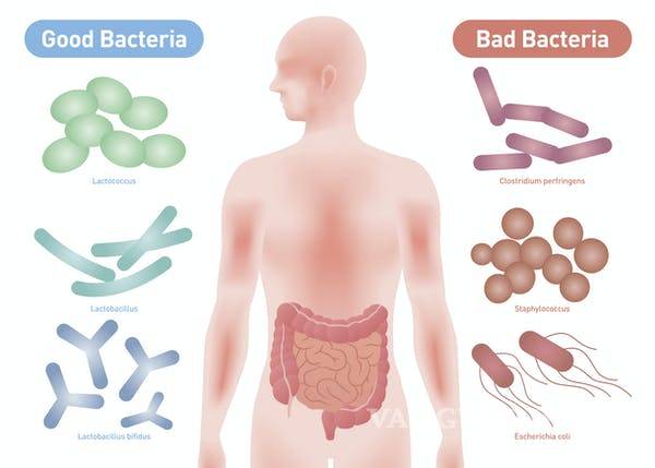 $!Así es como tus bacterias y microbios pueden salvarte de enfermedades como el COVID-19