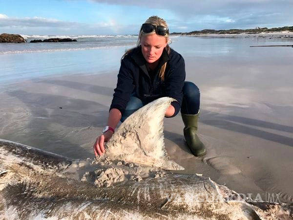 $!Aparecen tiburones blancos desmembrados en costas de Sudáfrica