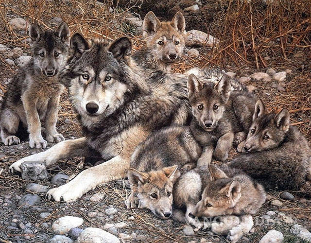 $!Zoológico acoge siete crías del amenazado lobo mexicano