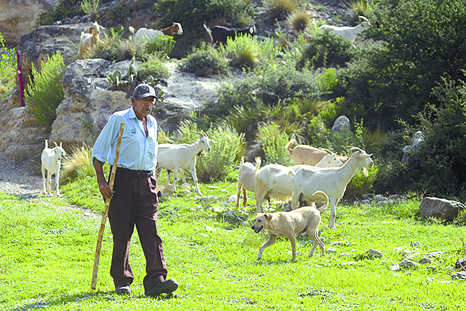 $!Don Pedro, el pastor del Cañón de San Lorenzo y sus 14 chivías