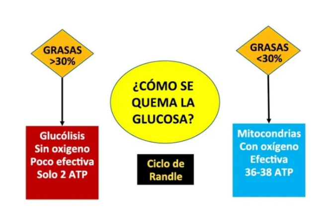 $!Siempre que su consumo de grasa sea inferior al 30 %, más o menos, la glucosa que consuma se convertirá en acetil-CoA.