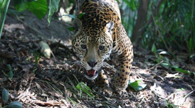 $!Si el Tren Maya no cumple ley ambiental la mitad de la población de jaguares está en riesgo