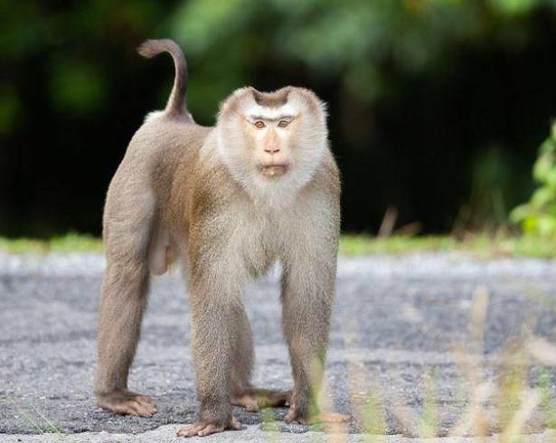 Macacos salvajes atacan a transeúntes en Tailandia.