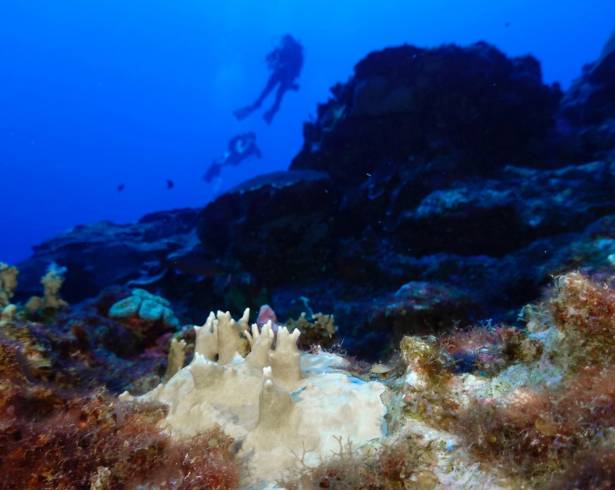 El coral blanqueado es visible en el Santuario Marino Nacional Flower Garden Banks, frente a la costa de Galveston, Texas, en el Golfo de México.