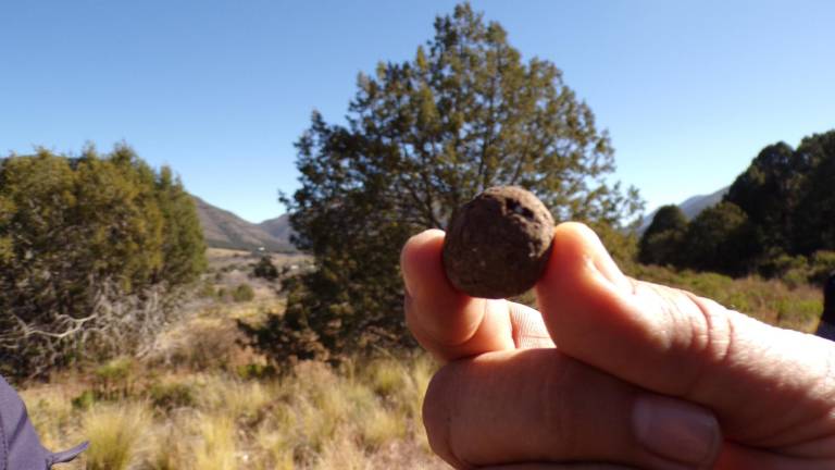 $!En las pequeñas bolitas llamadas pellet, se incrustaron semillas de distintas especies de coníferas que crecen en la Sierra de Arteaga y que fueron lanzadas con dron a alturas de 500 metros.