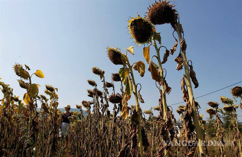 $!Sofocante ola de calor está destrozando cultivos en Europa