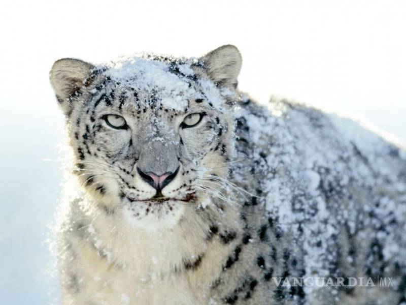 $!El leopardo de las nieves está al borde de la extinción