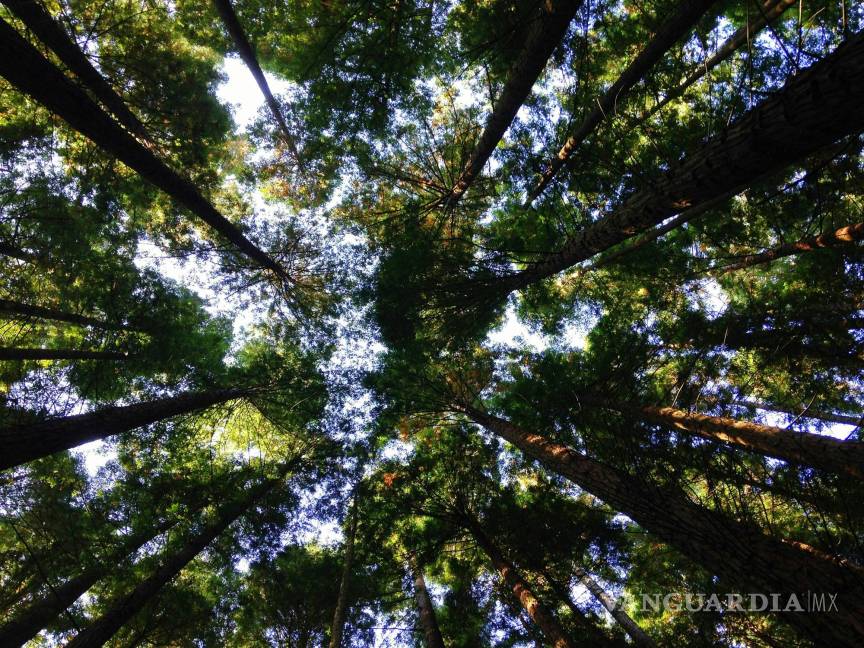 $!Los árboles son pulmones del planeta y ayudan a combatir el cambio climático.
