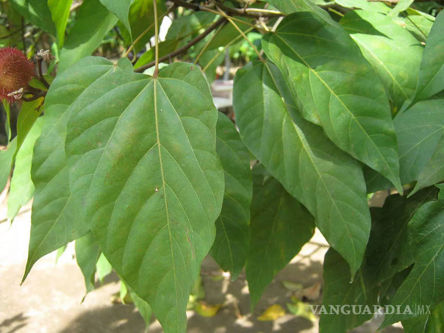 $!Científicos mexicanos descubren efectos antidiabéticos de las hojas de chirimoya