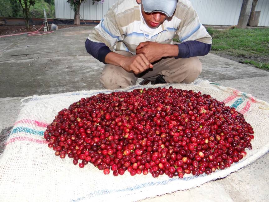 $!Asegura activista que países consumidores de café &quot;perpetúan pobreza”