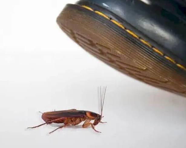 Dejar cucarachas muertas en el hogar puede causar distintas enfermedades, más allá de que el insecto esté muerto.