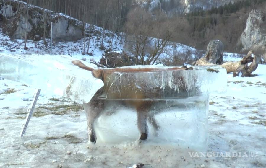 $!Foto de un zorro congelado, símbolo del fuerte temporal en Alemania