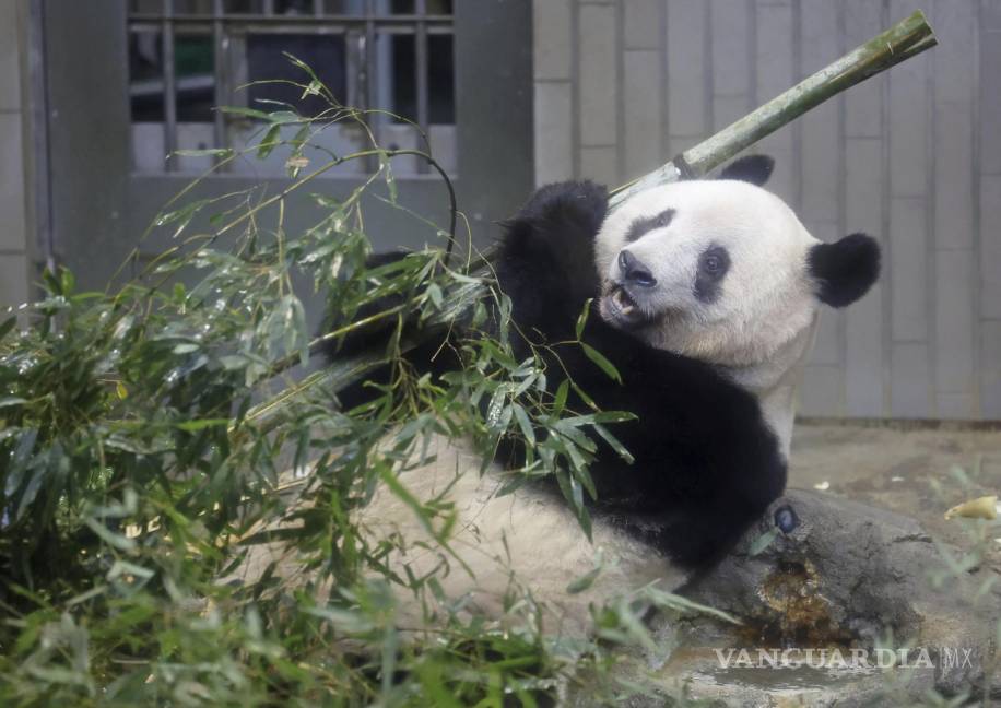 $!Este panda será llevado el próximo martes a China.