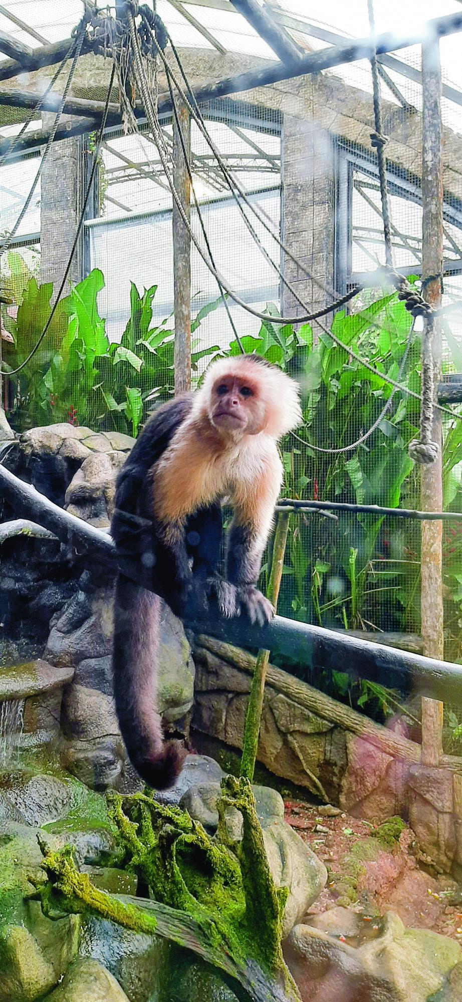 $!Mono capuchino.