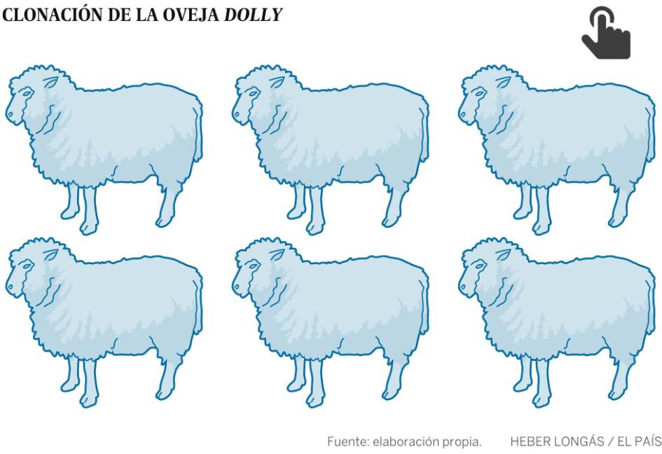 $!Se cumplen 20 años de la oveja Dolly: ¿por qué los clones mueren jóvenes?