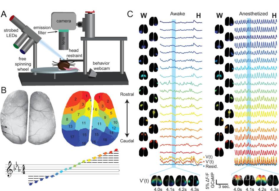 $!Audiovisualización simple de la actividad neuronal de campo amplio en ratones despiertos versus anestesiados.