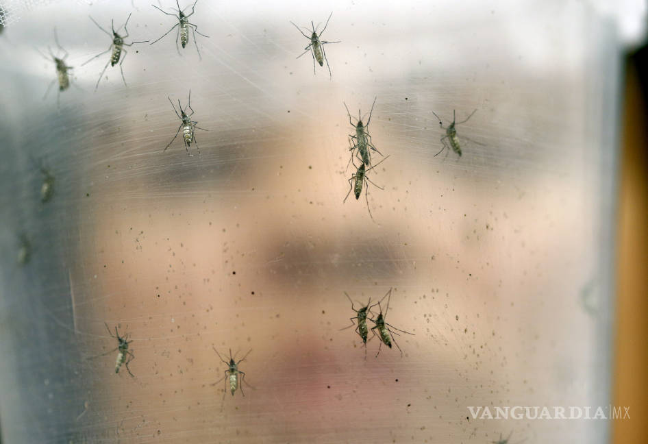 $!Repunta dengue 30% en lo que va de 2016