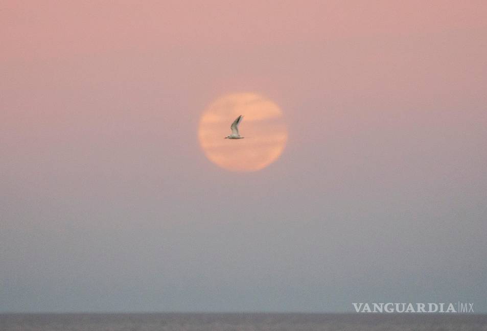 $!Una gaviota vuela mientras sale la luna llena en Montevideo, Uruguay, el miércoles 13 de julio de 2022.
