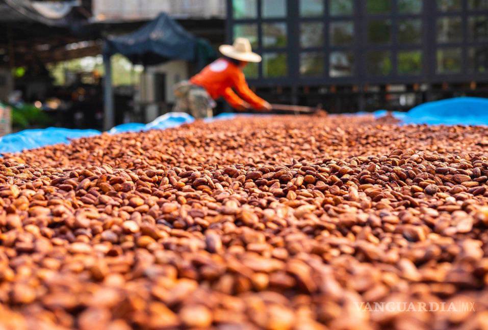 $!Productores, como Costa de Marfil, Ghana, Brasil y Ecuador buscan incrementar sus cosechas de cacao.