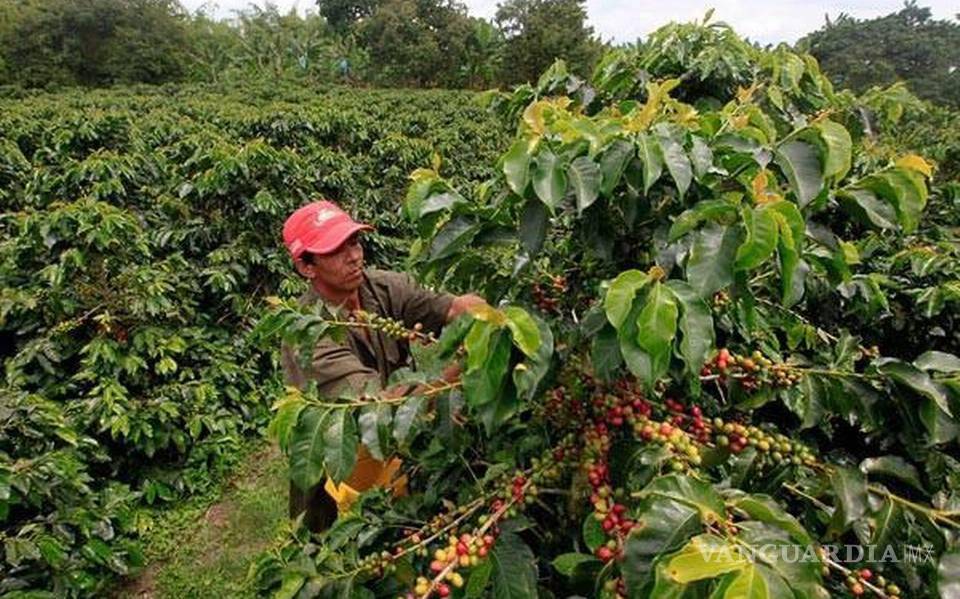 $!90% de la siembra de café en Chiapas está en riesgo por la sequía