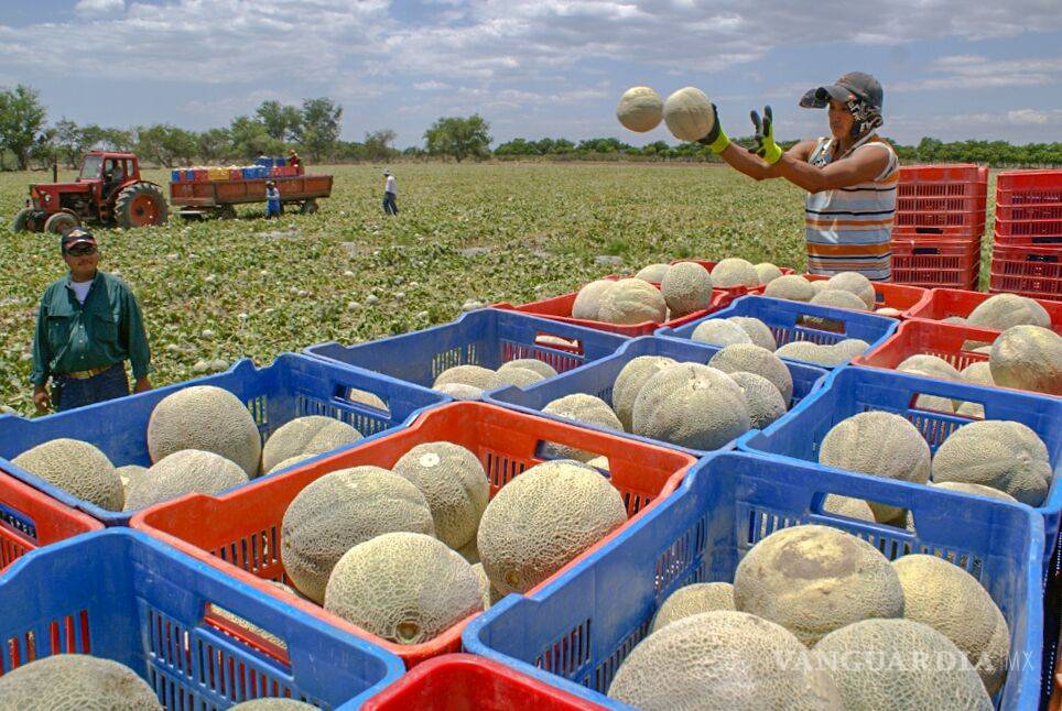 $!Destaca Coahuila como el principal productor de melón a nivel nacional