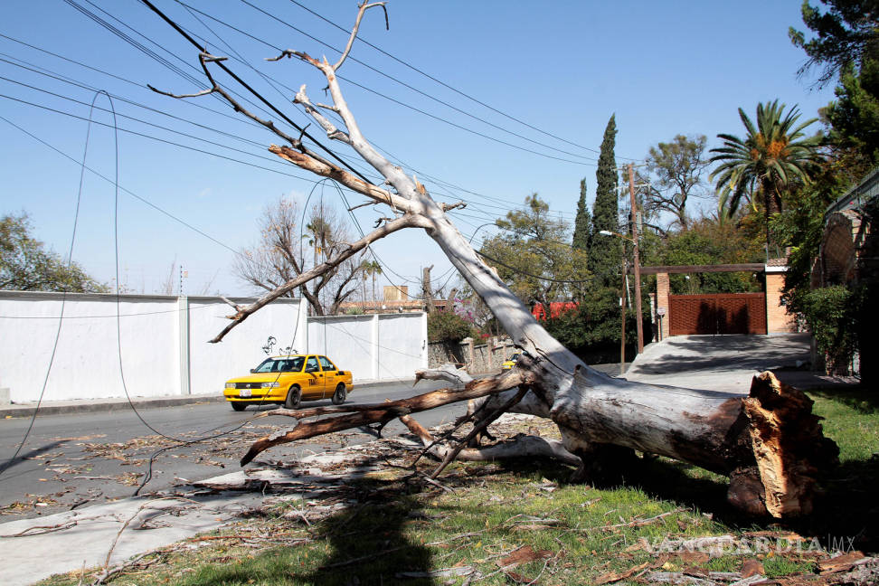 $!Arboles caídos, apagones y más daños provoca el viento de Saltillo