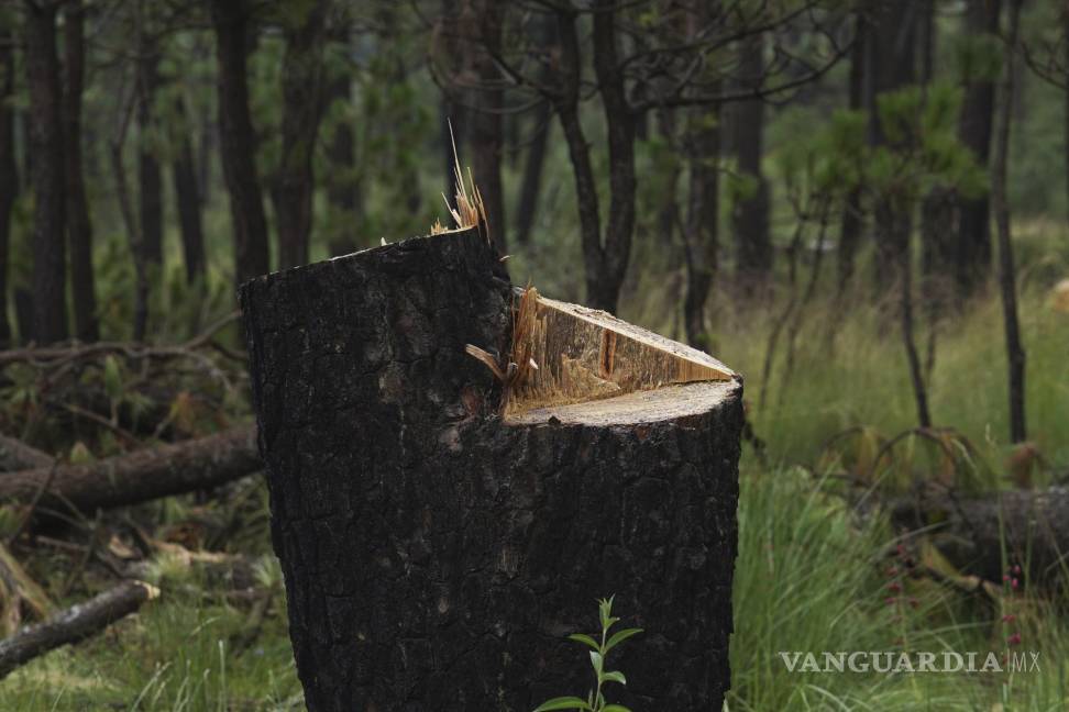 $!En la imagen, un tocón de un árbol talado ilegalmente en un área recientemente deforestada en el pueblo de San Miguel Topilejo, al sur de la Ciudad de México.
