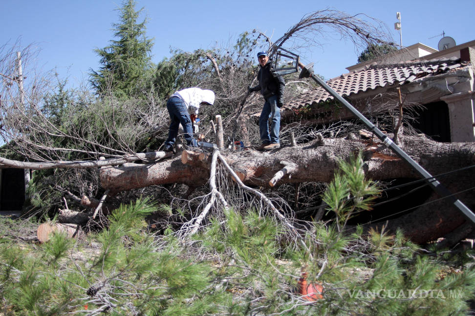 $!Arboles caídos, apagones y más daños provoca el viento de Saltillo