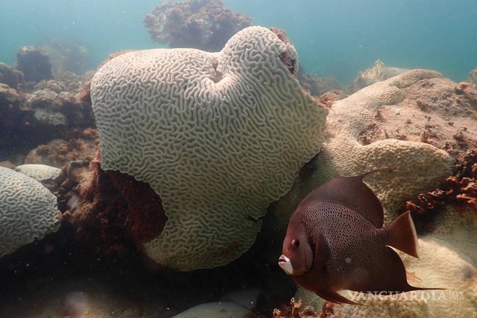 $!Un pez nada cerca de un coral que muestra signos de blanqueamiento en Cheeca Rocks frente a la costa de Islamorada, Florida.
