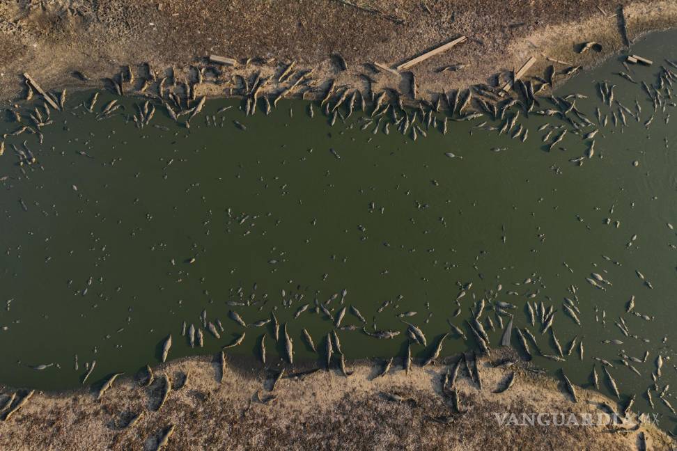 $!Caimanes en las orillas del río Bento Gomes, prácticamente seco, en los humedales de Pantanal, cerca de Pocone, en Brasil, el 15 de noviembre de 2023.