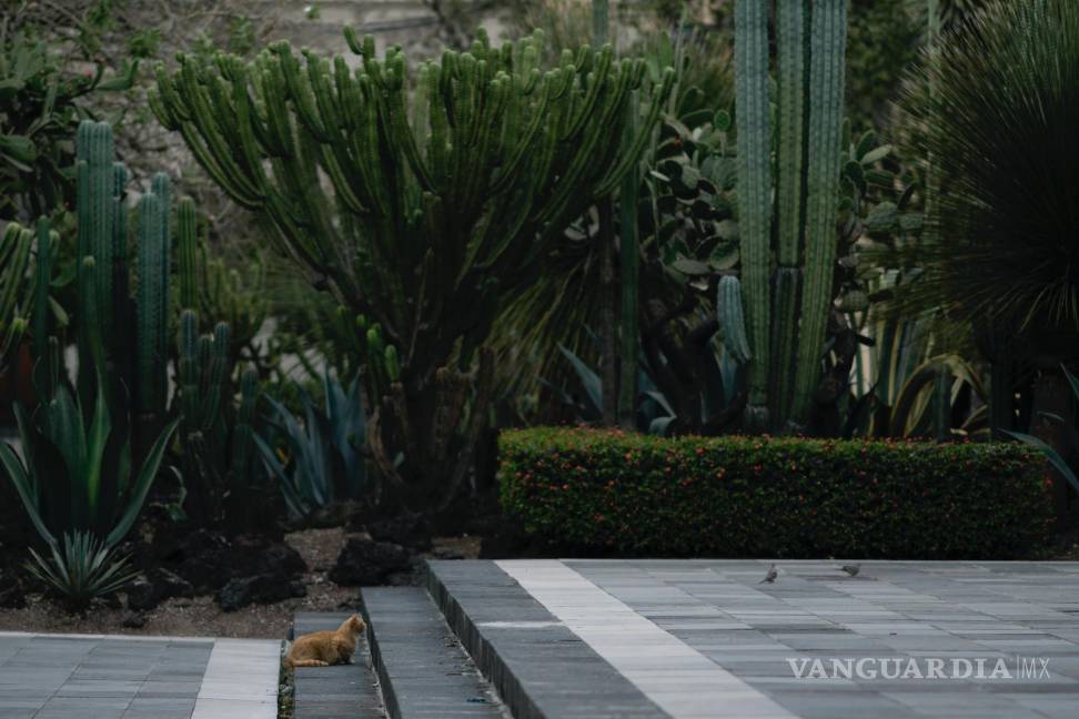 $!Un gato salvaje que vive en el terreno del Palacio Nacional acecha palomas en Ciudad de México.