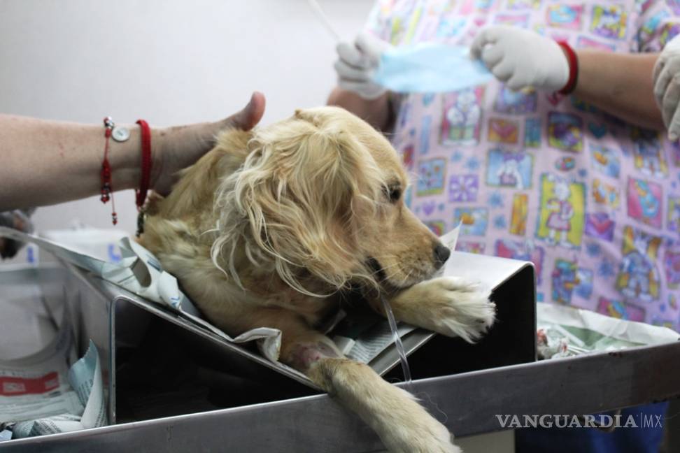 $!Dirección de Protección Animal de Monclova aplica quimioterapia a perrita