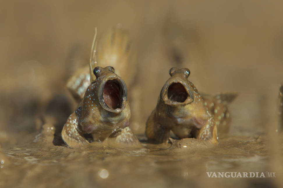 $!Comedy Wildlife Photography Awards: Los momentos más graciosos del mundo animal