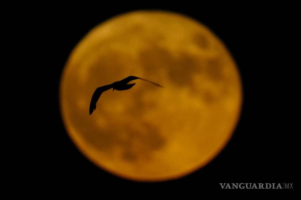$!Un pájaro pasa por delante de la luna llena en Milwaukee, el 13 de julio de 2022. Esta luna llena recibe también el nombre de Luna de Ciervo.