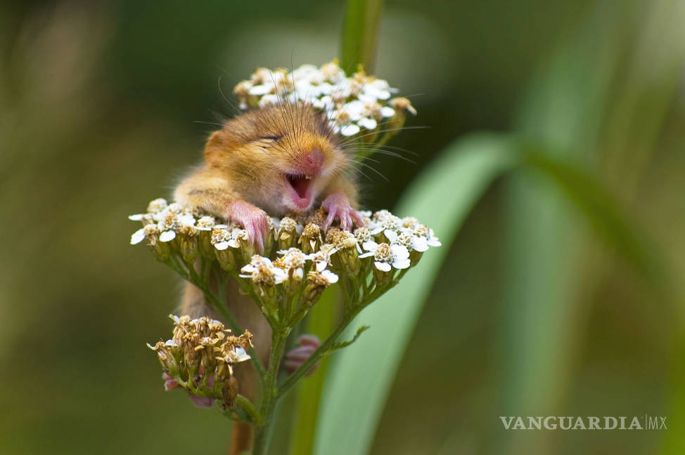 $!Comedy Wildlife Photography Awards: Los momentos más graciosos del mundo animal