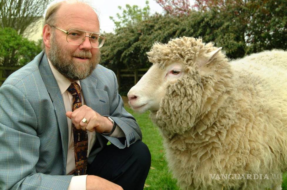 $!20 años de la oveja Dolly: ¿por qué los clones mueren jóvenes?