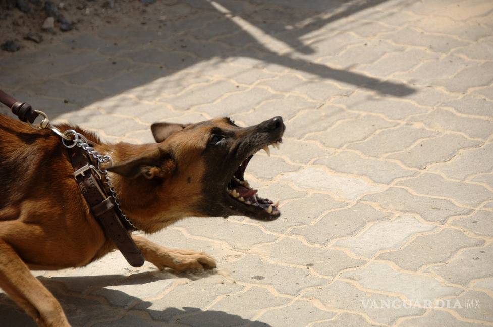 $!Pasa reforma que prohíbe peleas de perros en México