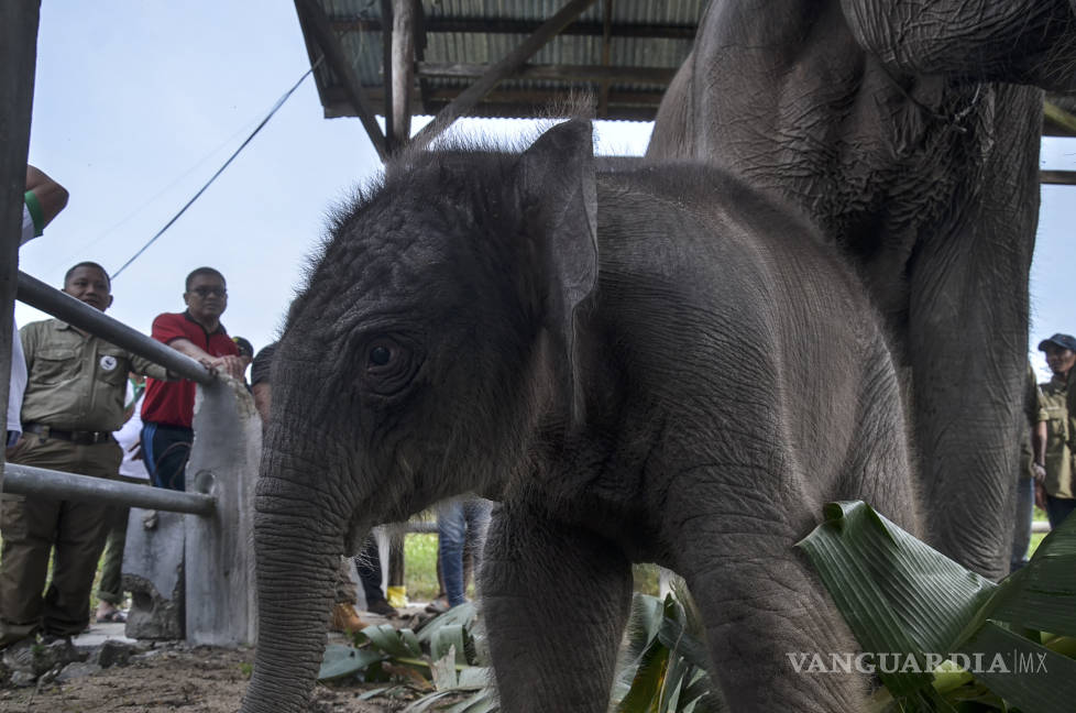 $!Nace cría de elefante en peligro de extinción en Indonesia