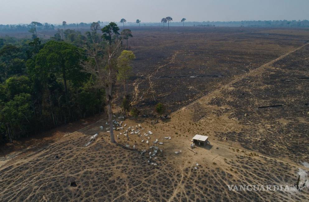 $!23 de agosto de 2020. El ganado pasta en tierras recientemente quemadas y deforestadas por ganaderos cerca de Novo Progresso, estado de Pará, Brasil.